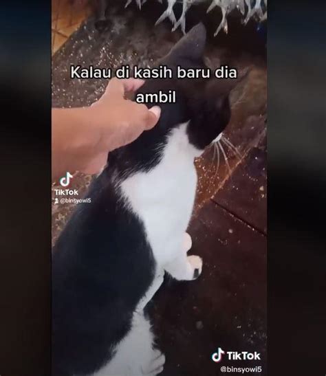 See more of tik tok viral on facebook. Kucing Stanby dan Nggak Nyuri di Lapak Ikan, Netizen ...