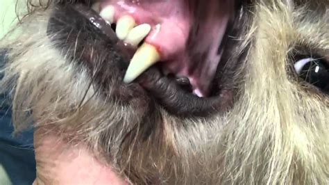 Stained Fur On Lip From Saliva Moisture And Infection Youtube