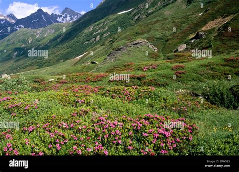 Alpine Alps Alpine Roses Mountains Flowers Canton Ticino Scenery