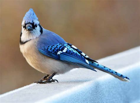 Blue Jay Bird Profile Facts Call Habitat Behavior Breeding