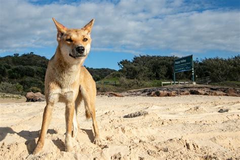 History Of Dingoes On Kgari Fraser