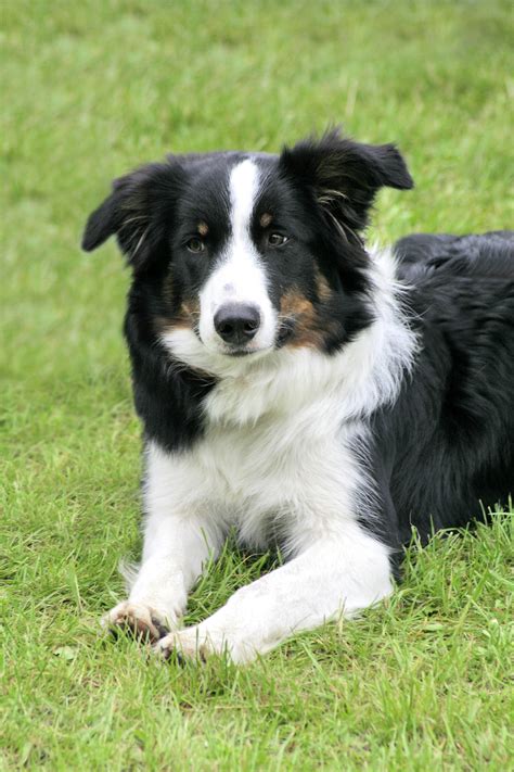 Fileborder Collie Dog