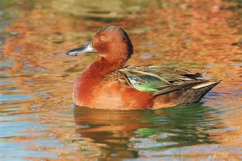 1000 Images About Ducks On Pinterest