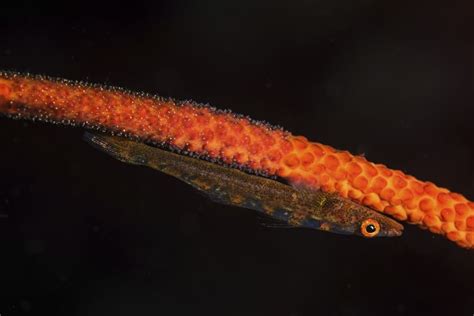 A Whip Coral Goby Lays Its Eggs On The Whip Coral Where It Lives Poster