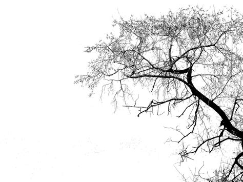 48 Tree Silhouette Wallpaper On Wallpapersafari