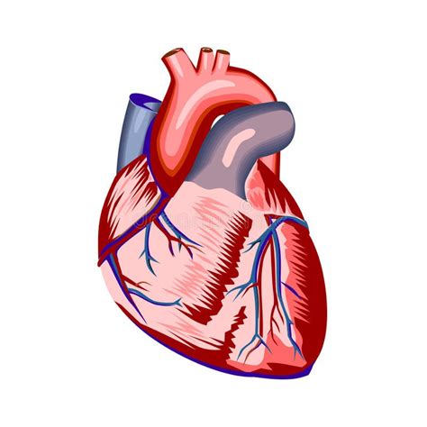 Corazon Anatomia Vector El Coraz N Es Sin Duda El Rgano Del Cuerpo M S