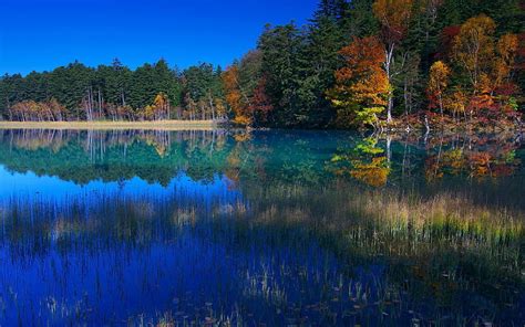 1920x1080px 1080p Free Download Autumn Birch Blue Lake Forest