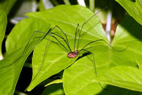 Daddy Long Legs Meaning And Symbolism Hope And Fortune