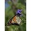Monarch Butterfly May Land On Endangered Species List  NewsCut