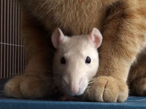 Rescue Cat And Pet Rat Become Best Friends Life With Cats