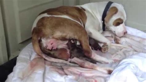 Owner (include address and telephone numbers). Red Nose Pitbull Giving Birth - YouTube