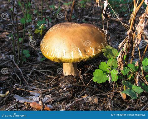 A Mushroom Grows In A Deep Forest At Dawn Stock Photo Image Of Show