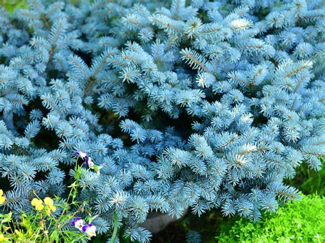 17 Low Maintenance Shrubs To Plant And Forget