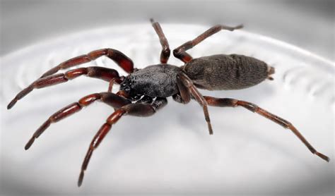 Australian Spiders The 10 Most Dangerous Australian Geographic