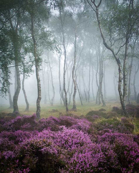 This Is A Nature Blog — Stanton Moor Peak District Uk By James