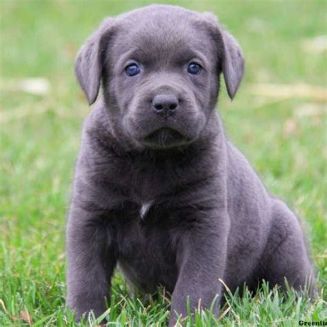 Get advice from breed experts and make a safe choice. Cane Corso Puppies For Sale | Greenfield Puppies