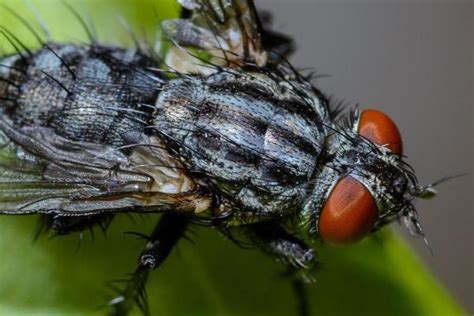 Do Flies Sleep Exploring The Sleep Patterns Of Flies