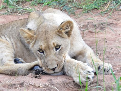 Animal Babies And Young Wildlife In Madikwe Game Reserve Lion Cubs