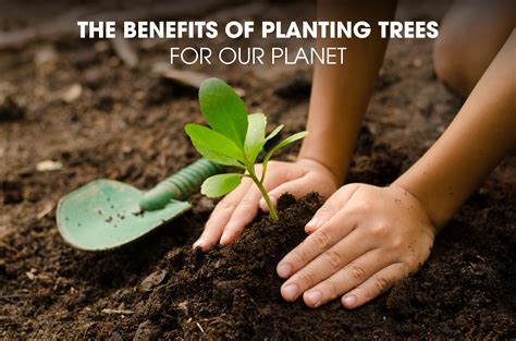The Benefits Of Planting Trees For Our Planet By Treechain Network