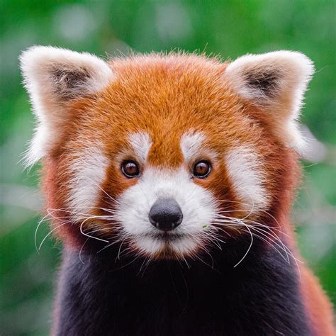 Red Panda Mathias Appel Flickr