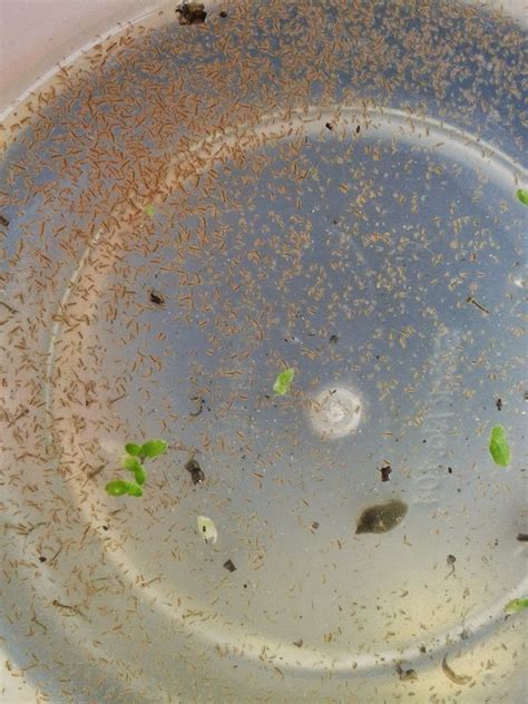 How To Culture Daphnia The Easy Way