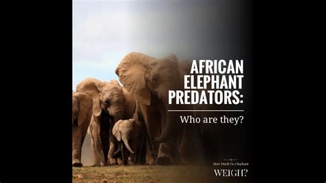 African Elephant Predators Who Are They Youtube