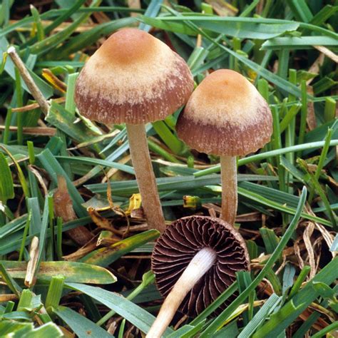 Panaeolus Foenisecii Stuffed Mushrooms Mushroom Guide Mushroom Fungi