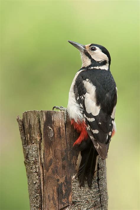 Female Great Spotted Woodpecker Spotted Woodpecker Woodpecker
