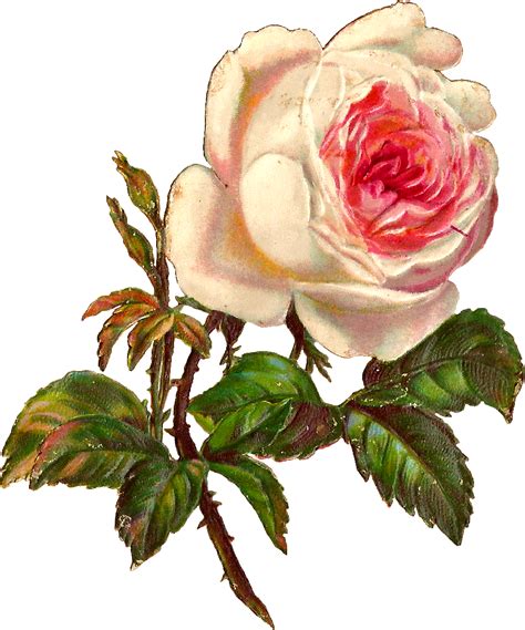Download White Rose Illustration Clipart Png Download Pikpng