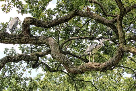 3840x2560 Aesthetic Birds Branches Gnarled Grey Heron Heron Oak