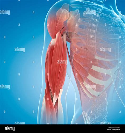 Upper Arm Muscles Fotografías E Imágenes De Alta Resolución Alamy