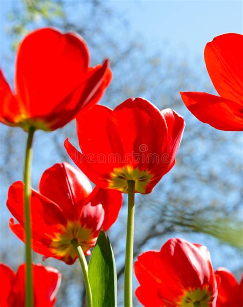 Beautiful Red Tulips In Field Under Spring Sky In Bright Sunlight Stock