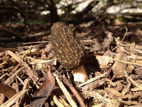 Prickly and Bitter: Shhh. Don't wake the morels!