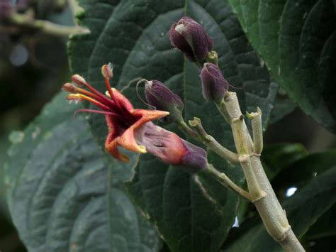 Trichantera Gigantea Floradearmenia