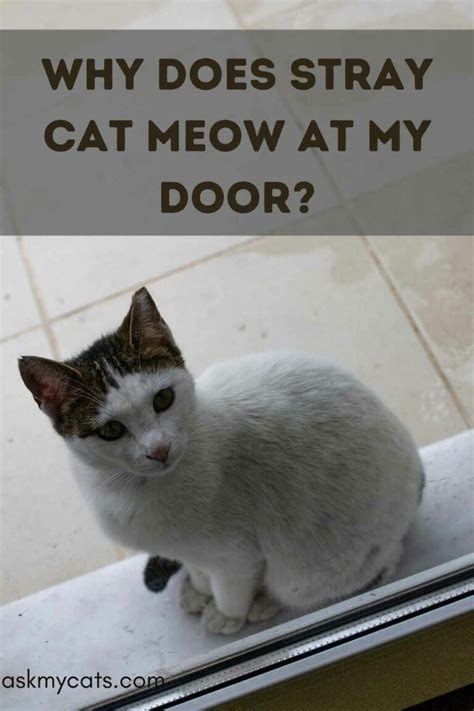Cat Is Meowing At Door Cat Meme Stock Pictures And Photos
