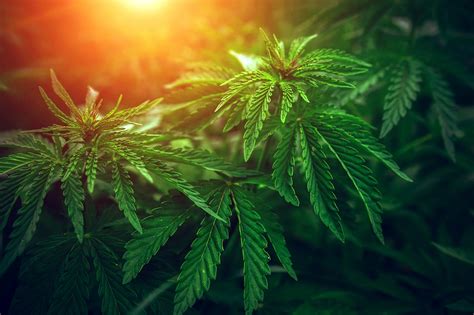 Solving The Cannabis Industrys Banking Problem With Cryptocurrency And