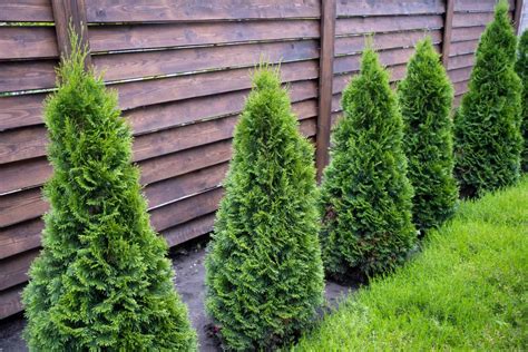 Pyramidal Arborvitae Vs Emerald Green Whats The Difference A Z