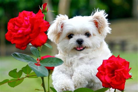 Cute Baby Puppy Wallpapers Top Free Cute Baby Puppy Backgrounds Wallpaperaccess