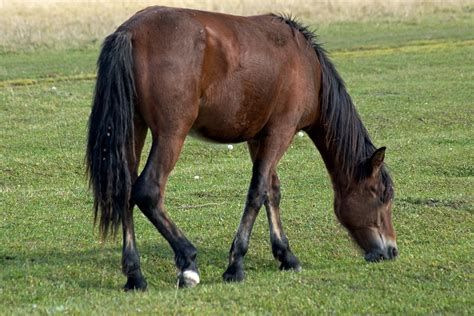 Recurrent Colic in Horses - Symptoms, Causes, Diagnosis, Treatment ...