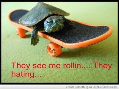 29 Hilarious Turtle Memes That Are So Funny Theyre Actually Dangerous