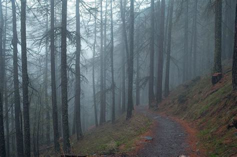 Free Picture Fog Tree Landscape Mist Wood Road Conifer
