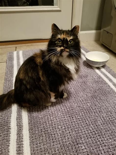 31118 Found Longhaired Calico Cat In Bloomington Il Lost And