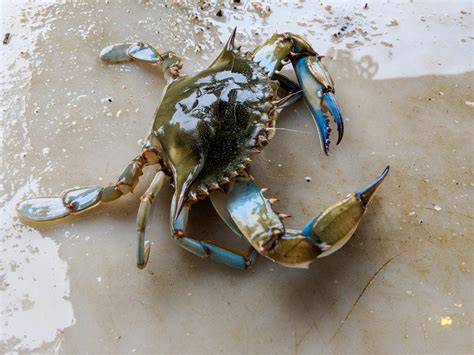 Blue Crab Brazil