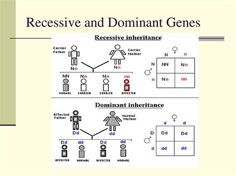 Ppt Chapter Lecture Notes And Behavior Genetics Powerpoint