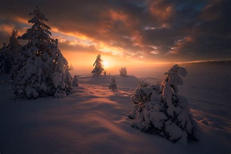 Icy Pine Tree Winter Snow Trees Sunset Ate Norway The Snow