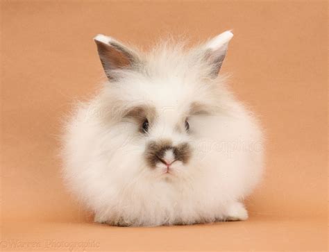 Young Fluffy Rabbit On Brown Background Photo Wp33612
