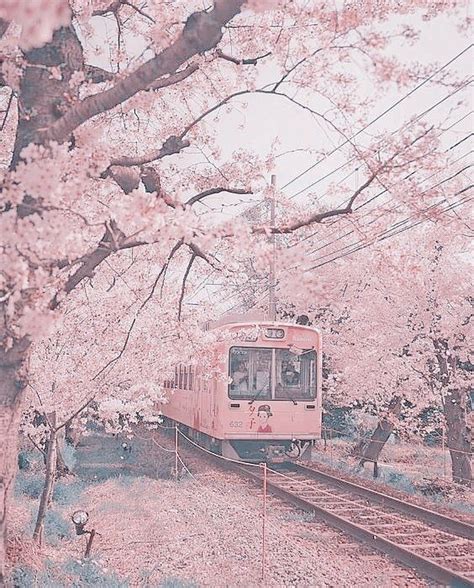 Cherry Blossom Pink Aesthetic Scenery Wallpaper Anime Scenery