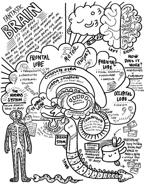 Human Brain Worksheet Coloring Pages