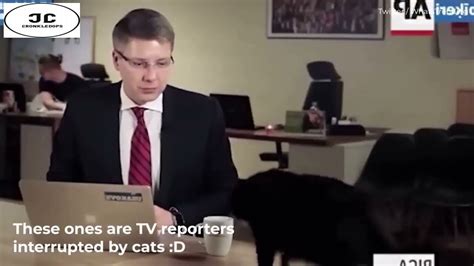 Cat Interrupts Live News Broadcast To Drink Reporters Coffee YouTube