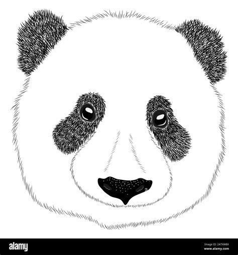 Realistic Pandas Drawings